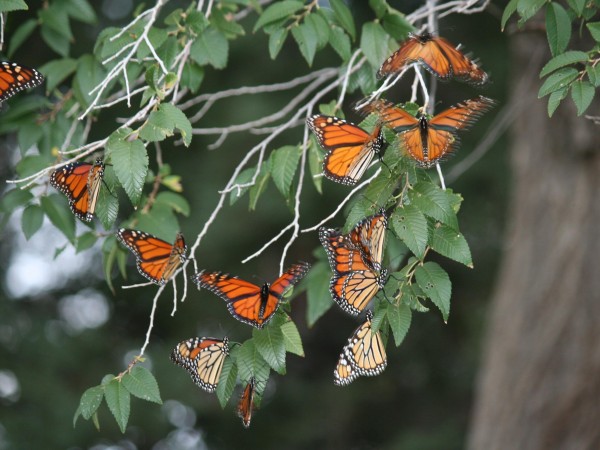 Monarch Butterfly Roost in New Mexico by Betty Williamson