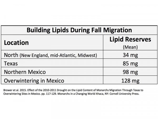 Lipid Graph