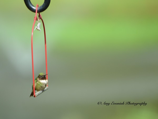 Image of hummingbird by Amy Evoniuk