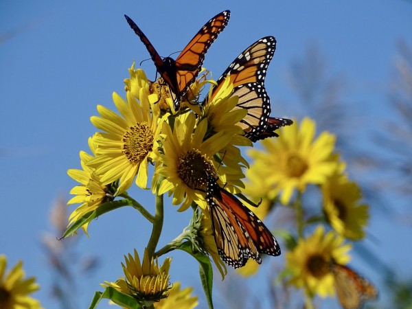 560 Monarch Butterflies is in 5 Hours