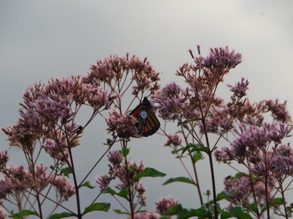 Image of a tagged monarch butterfly found by John Hooven