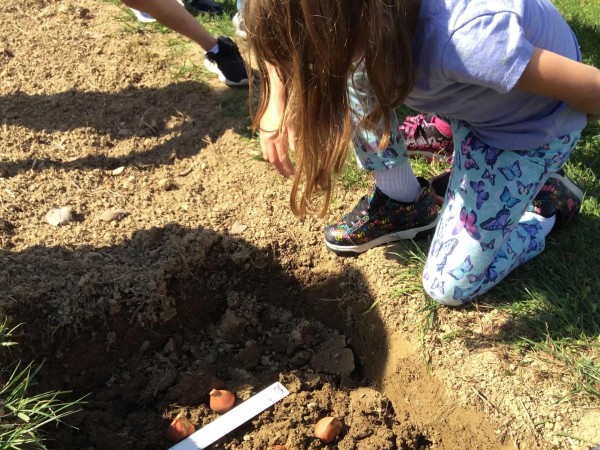 Students Planting Journey North Tulip Garden by Dreama Beattie