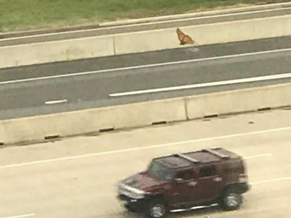 Monarch Butterfly by Asante Williams