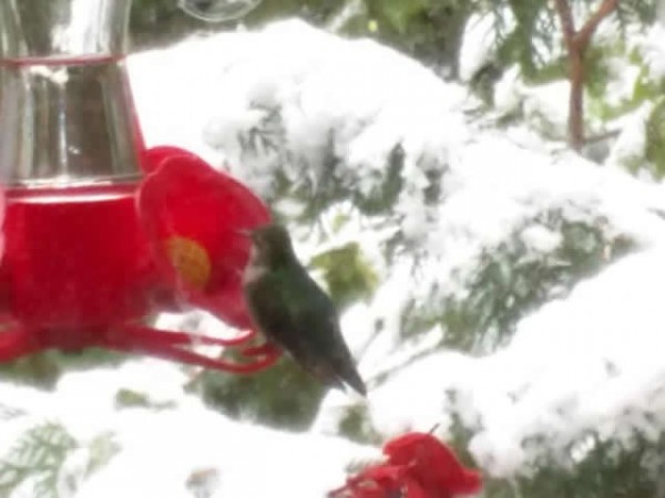 Image of hummingbird by Mary Arneson