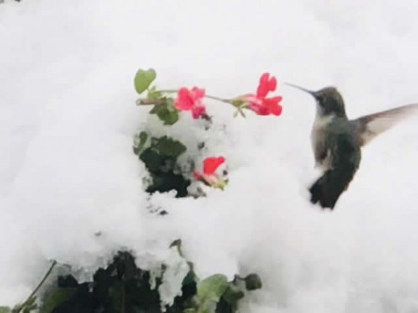 Image of hummingbird by Amy Widmeyer
