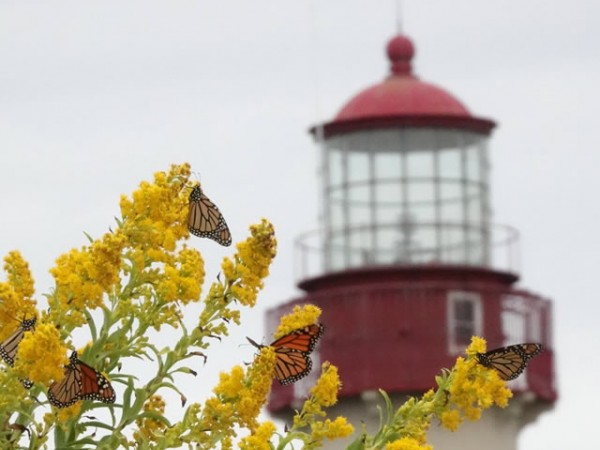 Monarch Butterflies by Paige Cunningham