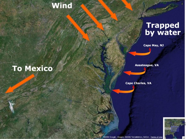 Map: Monarch Migration Along the Atlantic