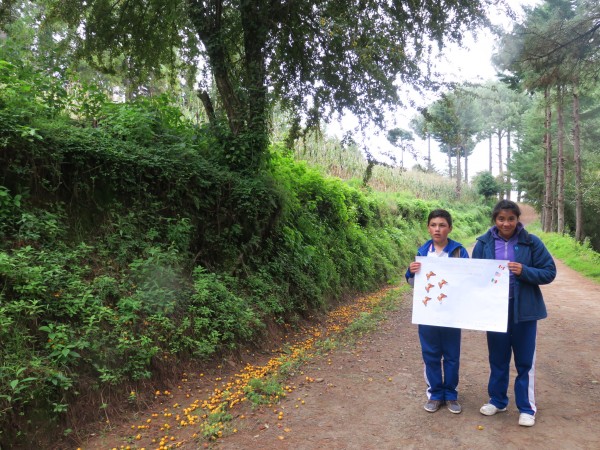 Monitoring the Monarch's Arrival in Mexico