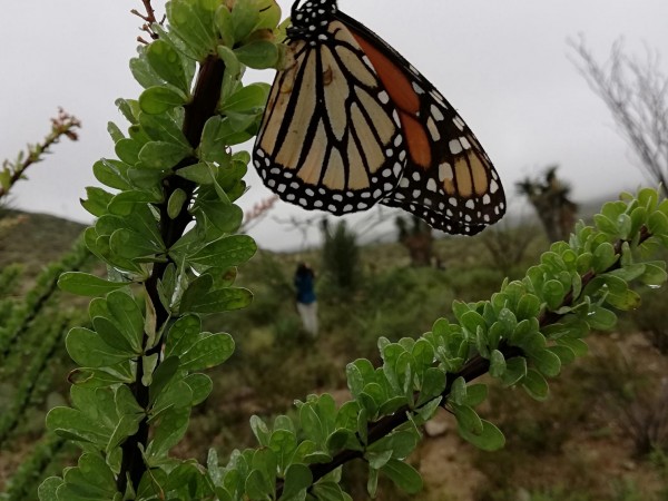 Resting in Nuevo Leon by Jero Chavez