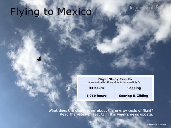 Energy Cost of Flight