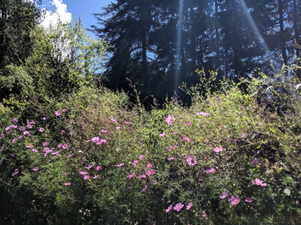 Cosmos