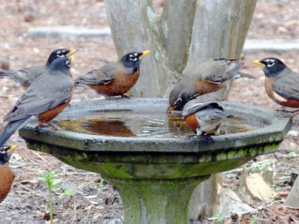 Robins drinking at bird bath