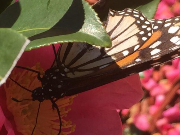 Photo by: Donald, Gulf Shores, TX 