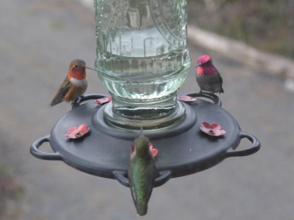 Rufous Hummingbirds Join Anna's Hummingbirds, Trinadad, CA 02/19/2019
