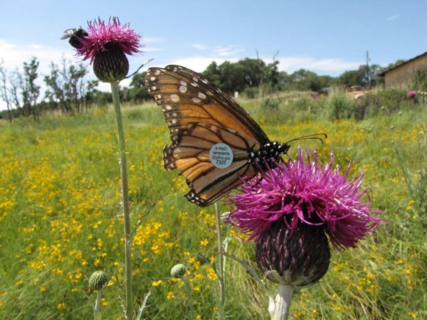 Western Monarch Butterfly Population