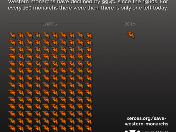 Western Monarchs Hit Record Low