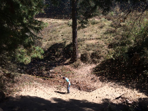 Monarch Butterflies at El Rosairo Sanctuary in Mexico