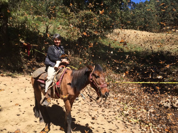 Estela Romero a monarch butterfly colony in El Rosario sanctuary in Mexico