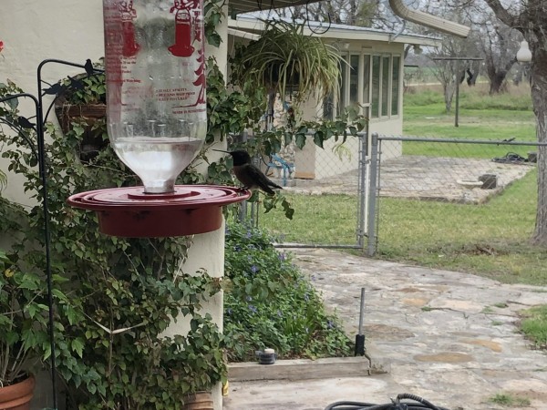 Exciting! Our First Ruby-throated Hummingbird. 