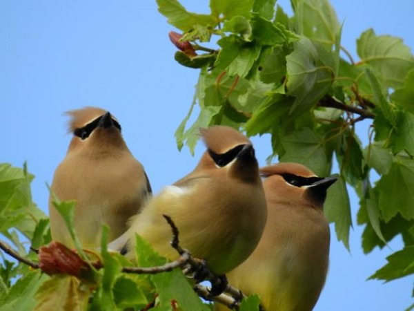 Flock of 100 or more Cedar Waxwings