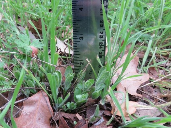 Milkweed Emerging in Driftwood, Texas on March 10, 2019