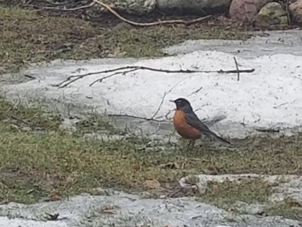 Robins Arrive in Beaver Dam, WI
