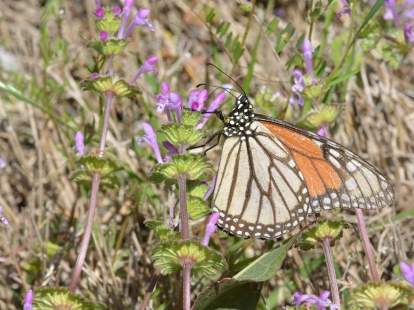 Arriving in Arkansas