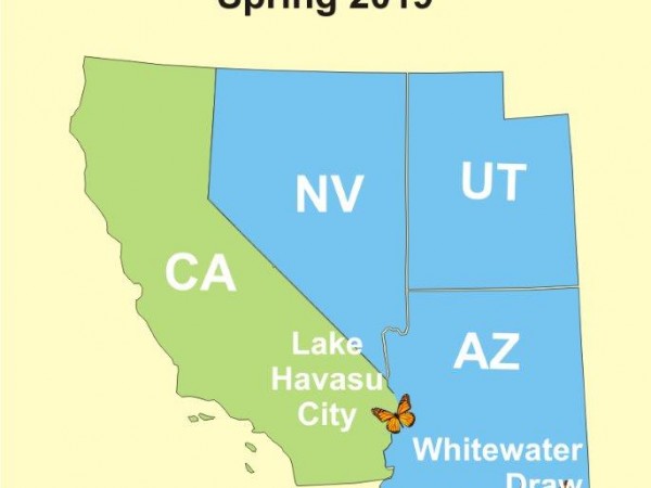 A Few Early Spring Sightings (03/25/2019)