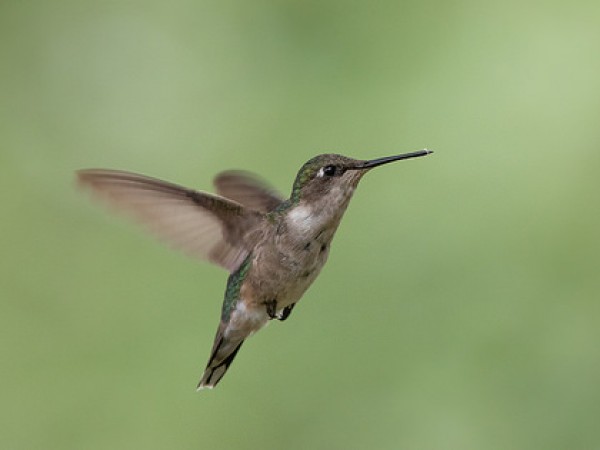 female ruby-throated hummingbird