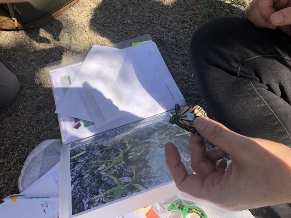 Tagging an adult monarch at Sunnylands Center and Gardens, Rancho Mirage, CA. Photo by: Michaeleen Gallagher