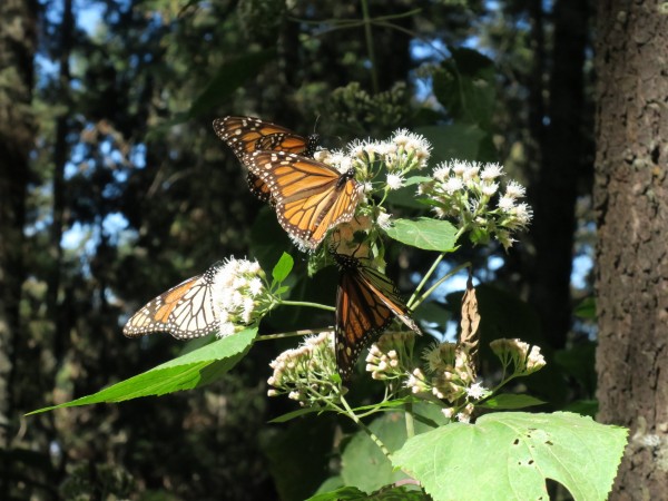 El Rosario Sanctuary