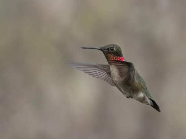 Shelley, Montreal, QC