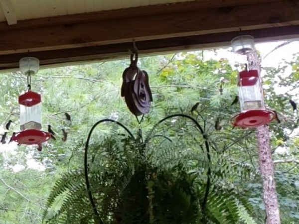 48 Cups of Nectar Daily in 11 Feeders