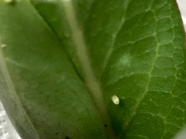 monarch egg