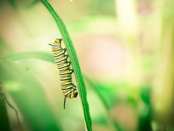 Monarch caterpillar