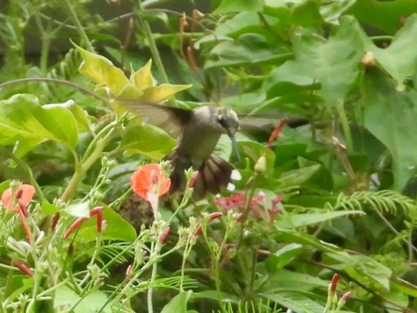 hummingbird