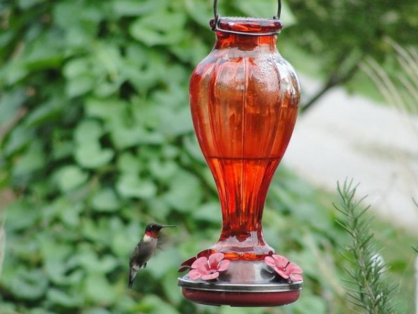 Hummingbird at feeder