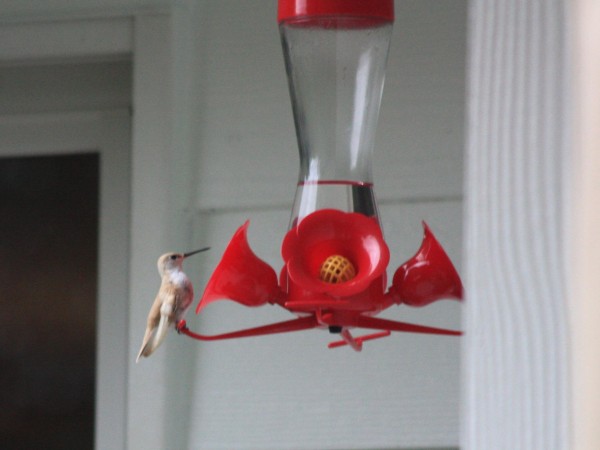 hummingbird