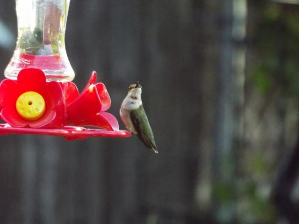 hummingbird
