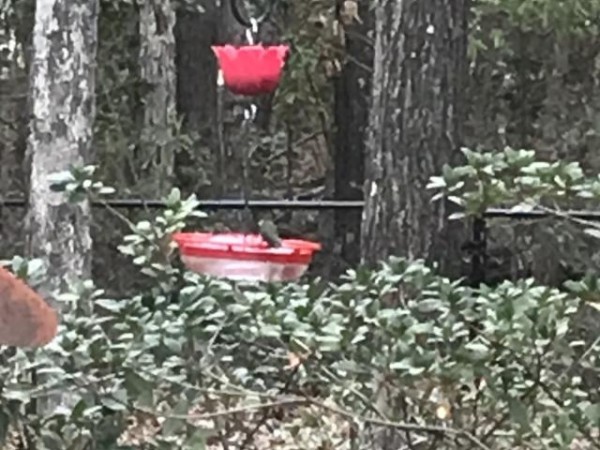 Ruby throated hummingbird