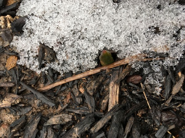 tulip emerging amongst snow.