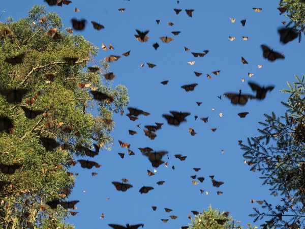 Streams Down Hillside