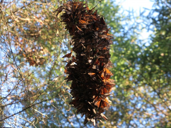 Dense Clusters Found Outside Sanctuaries