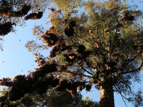 Colonies Reform Along River Canyon