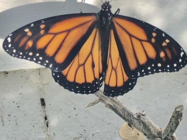 first egg now butterfly