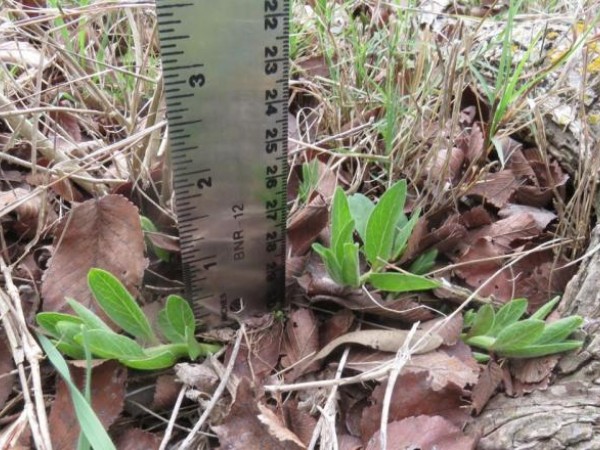 measuring milkweed growth