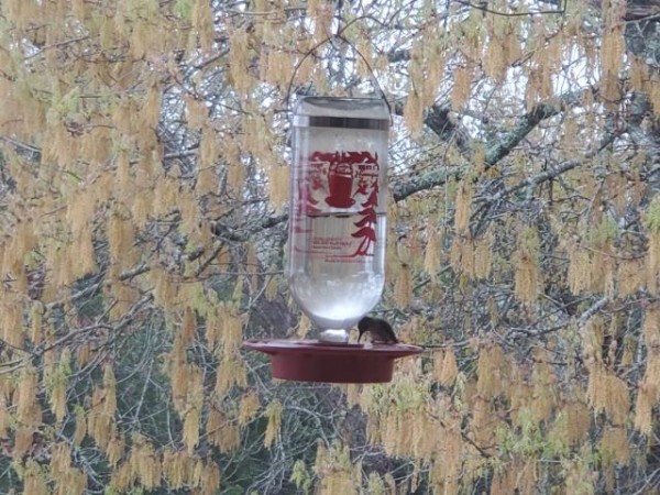 Ruby throated hummingbird