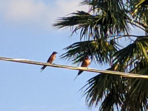 barn swallows