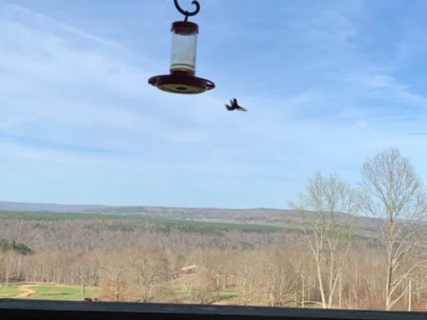 Ruby throated hummingbird