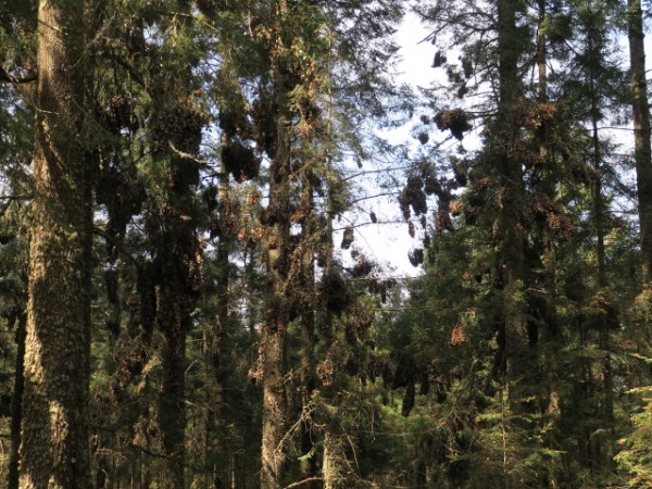 clusters of monarchs